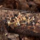 Image of <i>Cordyceps coleopterorum</i>