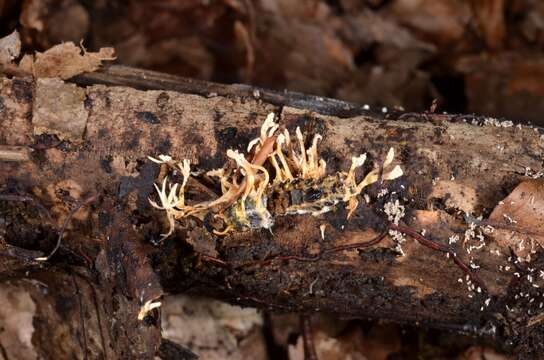 صورة <i>Cordyceps coleopterorum</i>