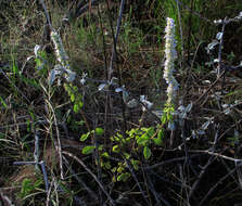 صورة <i>Coleus cylindraceus</i>