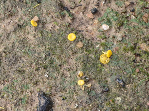 Image of Lichenomphalia chromacea (Cleland) Redhead, Lutzoni, Moncalvo & Vilgalys 2002