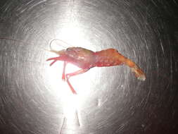 Image of Polar shrimp