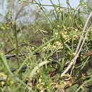 صورة Orthosia angustifolia (Turcz.) Liede & Meve