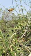 Orthosia angustifolia (Turcz.) Liede & Meve的圖片