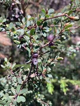 Sivun Leptospermum glaucescens S. Schauer kuva