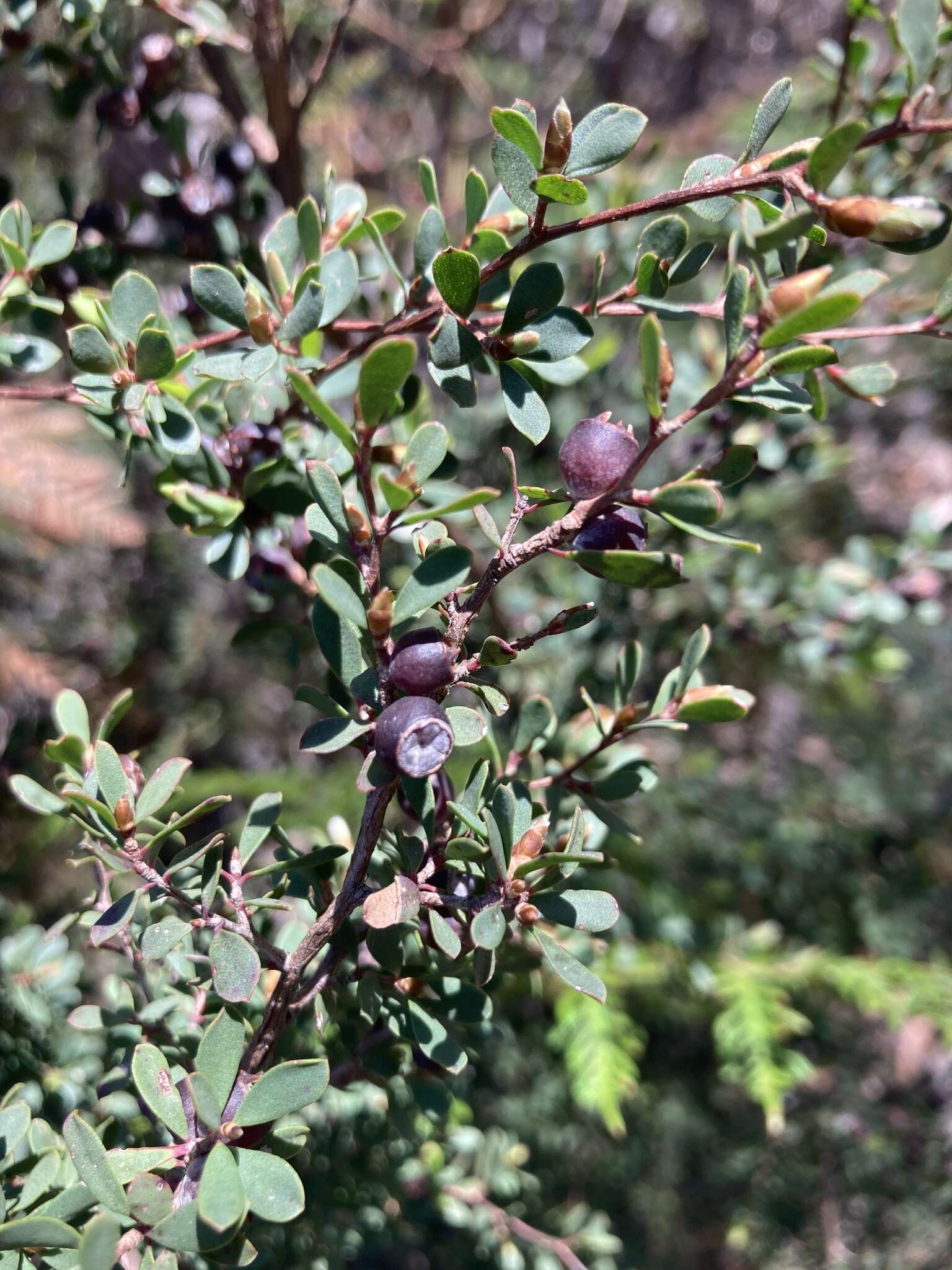 Sivun Leptospermum glaucescens S. Schauer kuva