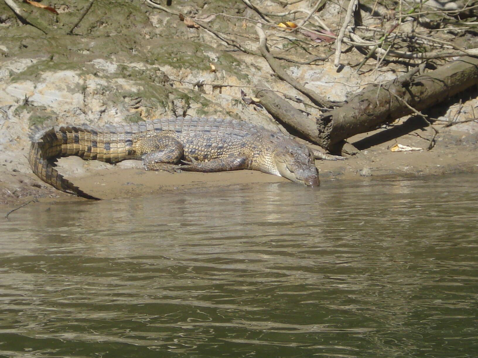 Image of Estuarine Crocodile