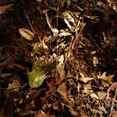 Image of purple speargrass