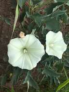 Image de Calystegia subacaulis subsp. episcopalis R. K. Brummitt