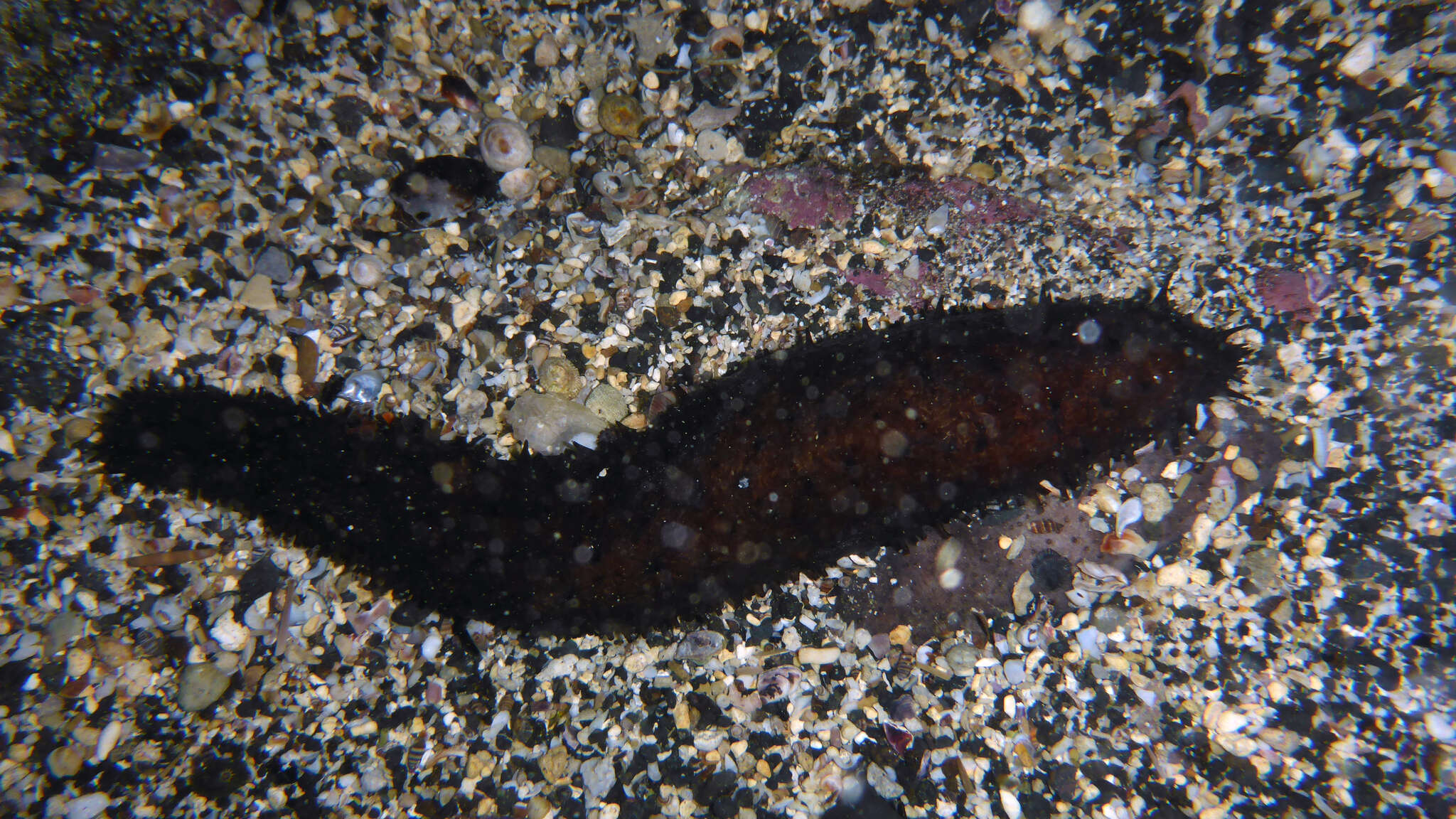 Image of Holothuria subgen. Platyperona Rowe 1969