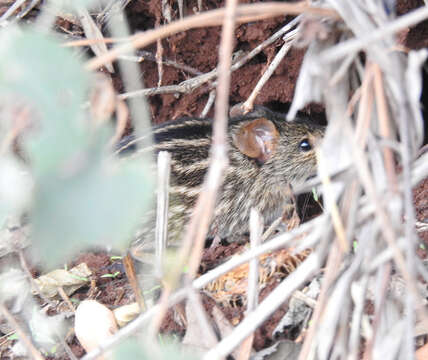 صورة Lemniscomys striatus (Linnaeus 1758)