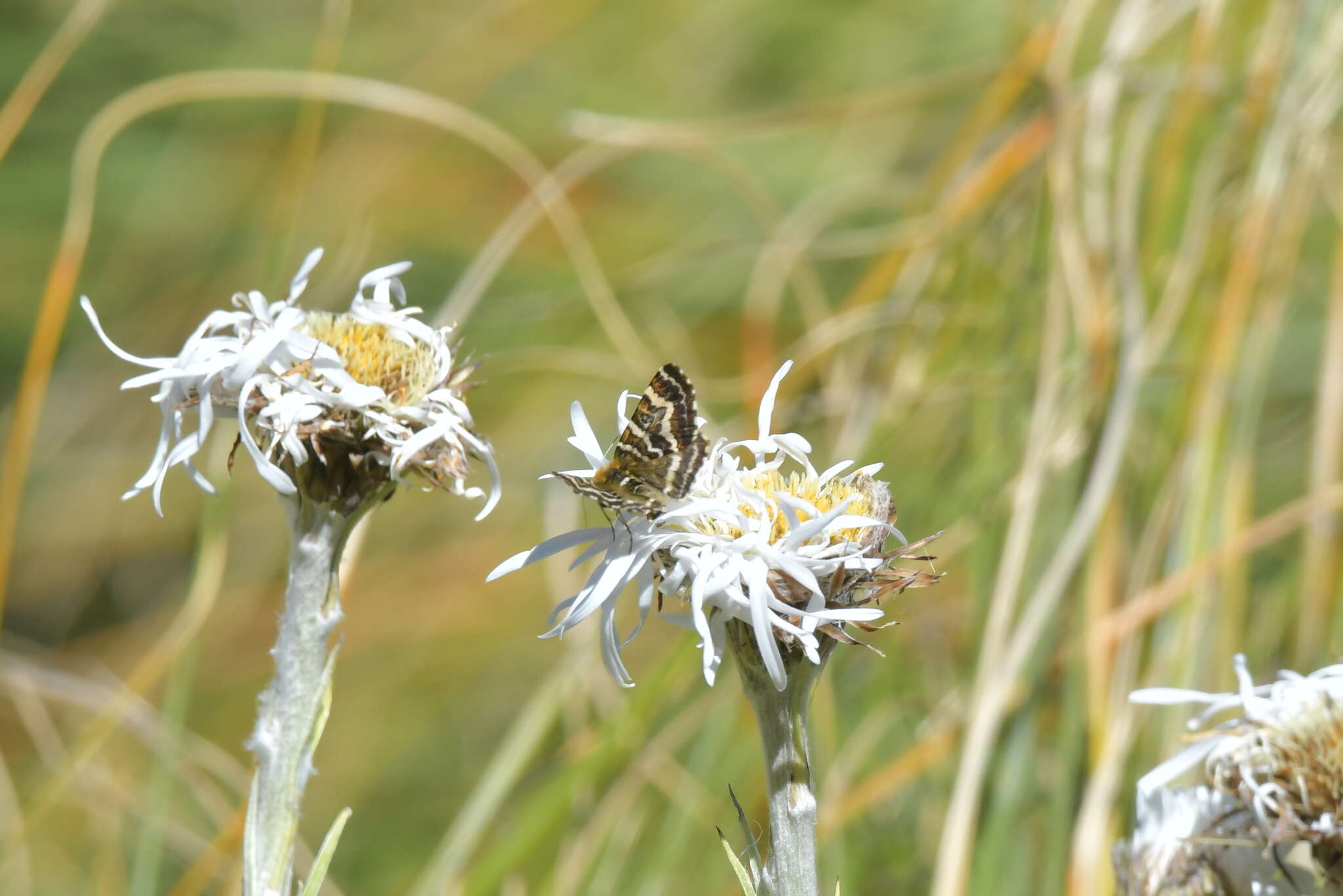 Image of Dasyuris callicrena