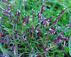 Image of early sand-grass