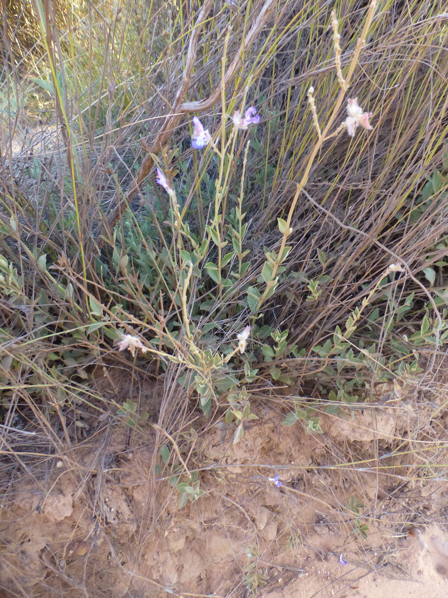 Image of Salvia albicaulis Benth.