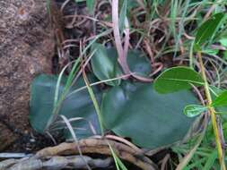 Imagem de Habenaria roxburghii Nicolson