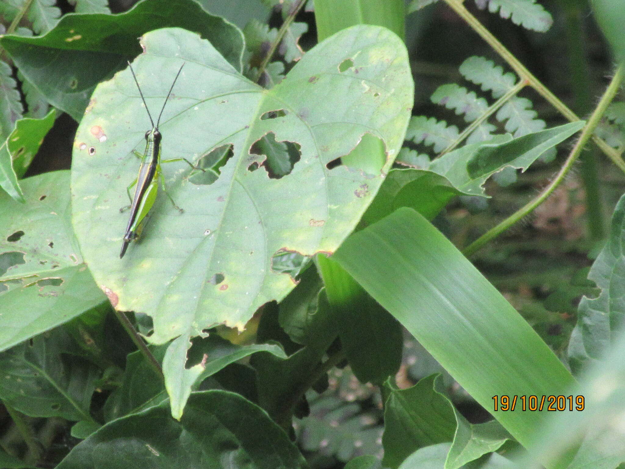 Image of Stenopola boliviana (Rehn & J. A. G. 1913)