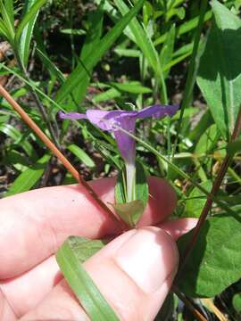 Image de Ruellia pedunculata subsp. pinetorum (Fern.) R. W. Long