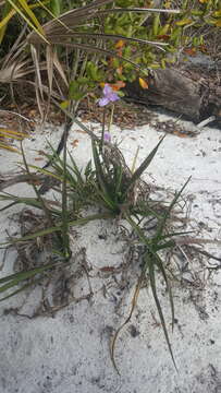 Image de Tradescantia roseolens Small