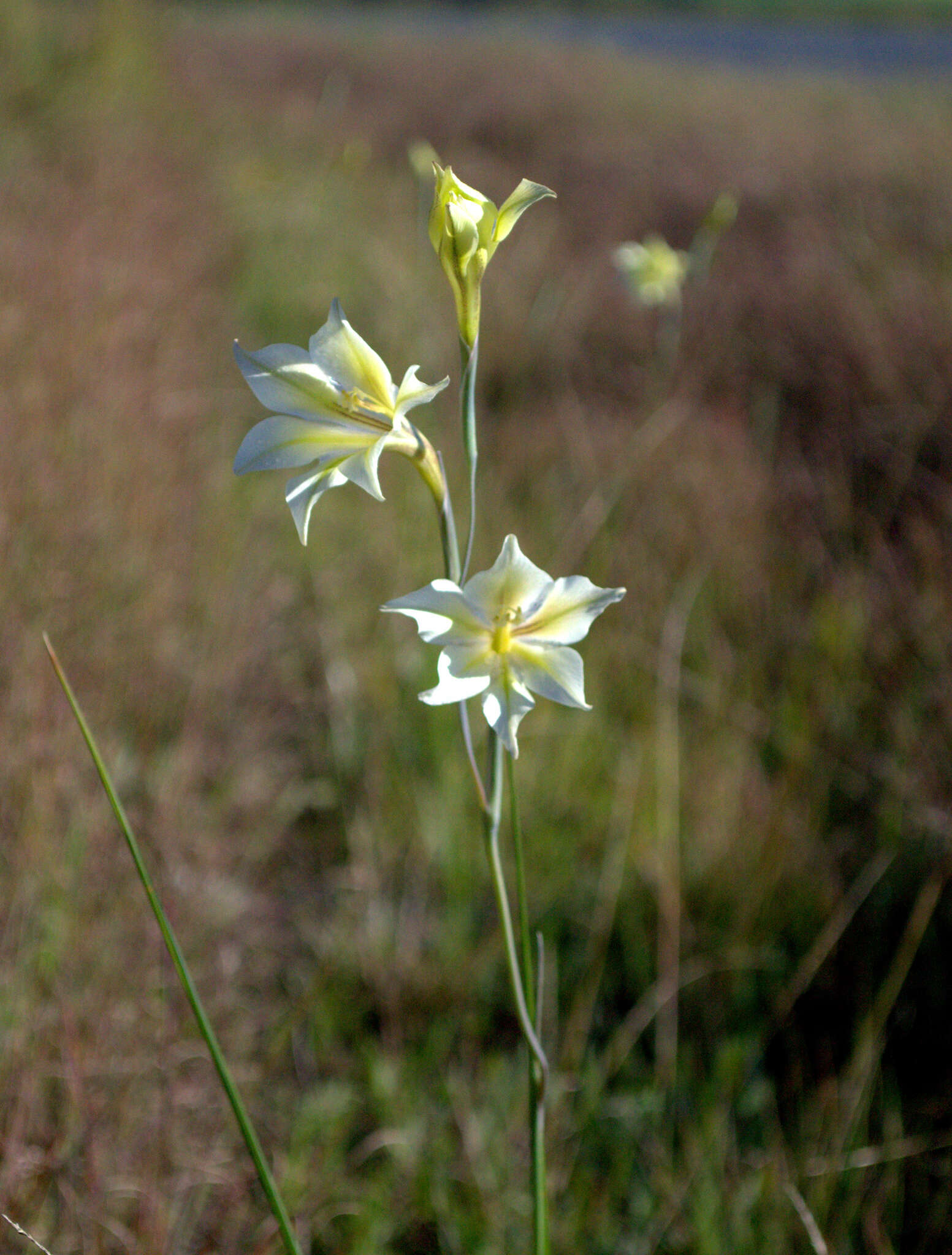 Image of ever-flowering gladiolus