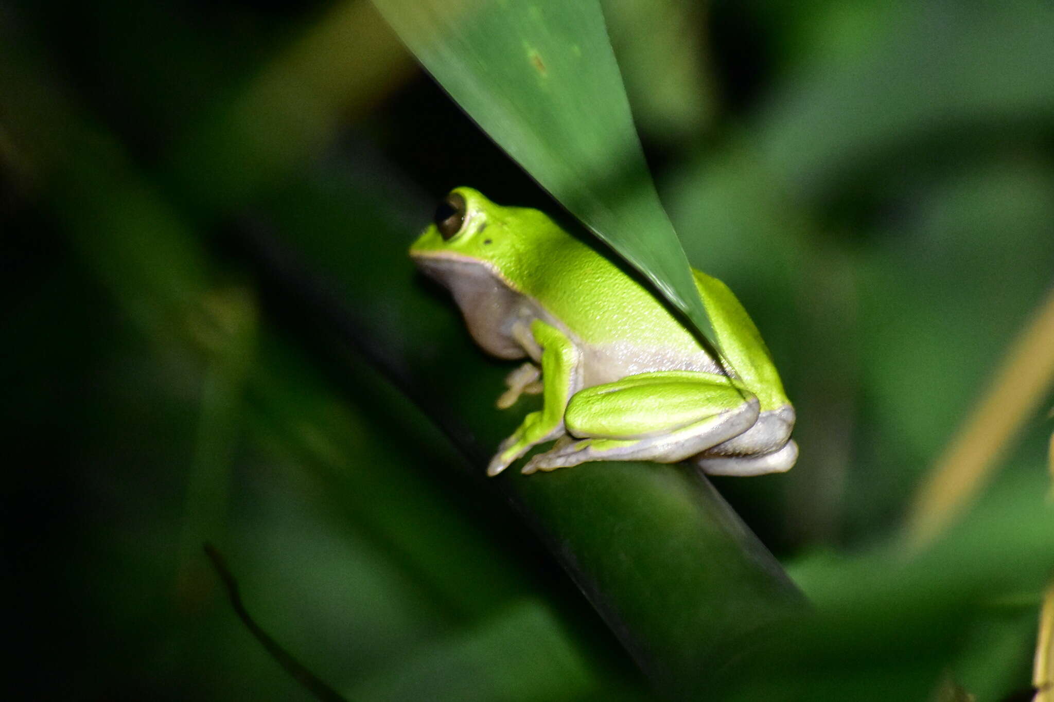 Image of Farmland green flying frog