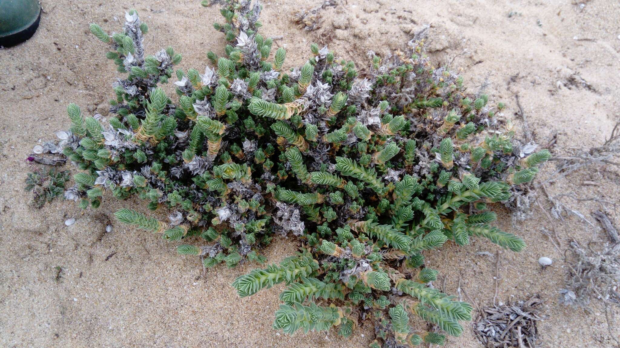 Image of Crucianella maritima L.