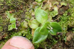 Image of Anaphalioides hookeri (Allan) A. A. Anderberg