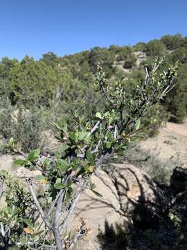 Sivun Cercocarpus montanus var. paucidentatus (S. Wats.) F. L. Martin kuva