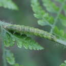 Image of Bertula hadenalis Moore 1867