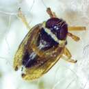 Chionomus puellus (Van Duzee 1897)的图像