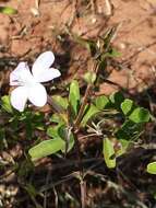 Plancia ëd Barleria humbertii Benoist