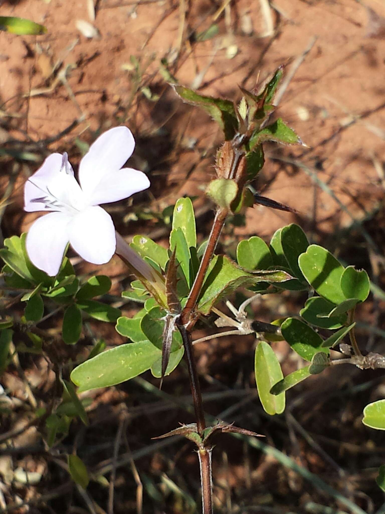 Image of Barleria humbertii Benoist