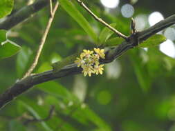 Imagem de Gastrochilus obliquus (Lindl.) Kuntze