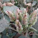 Image of Strobilanthes lupulina T. Anders.