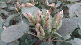 صورة Strobilanthes lupulina T. Anders.