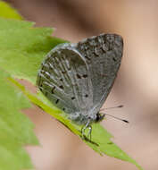 Image of Celastrina serotina Pavulaan & D. Wright 2005