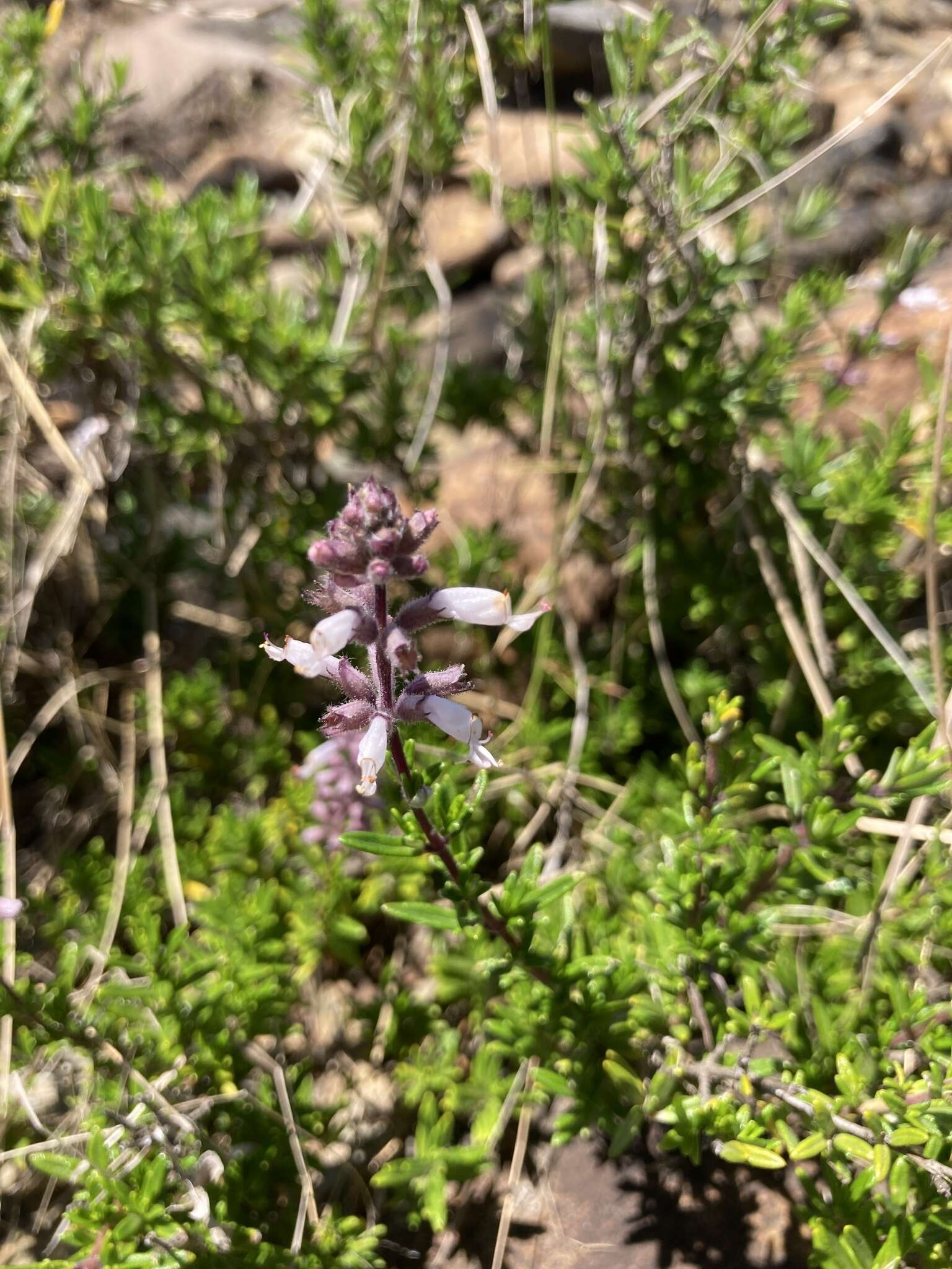 Image of Syncolostemon albiflorus (N. E. Br.) D. F. Otieno