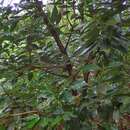 Image of Cinnamomum kotoense Kaneh. & Sasaki