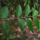 Image of Cyclophyllum multiflorum S. T. Reynolds & R. J. F. Hend.