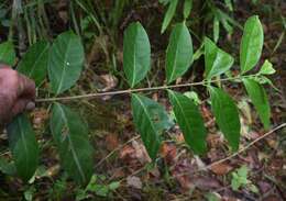 Image of Cyclophyllum multiflorum S. T. Reynolds & R. J. F. Hend.