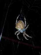 Image de Araneus gemma (McCook 1888)