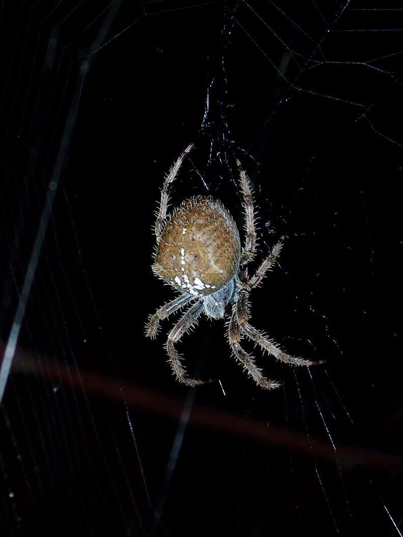 Image de Araneus gemma (McCook 1888)