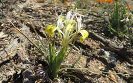 Image of Moraea macronyx G. J. Lewis