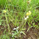 Image of Helichrysum mixtum (Kuntze) O. Hoffm.