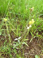 Image de Helichrysum mixtum (Kuntze) O. Hoffm.