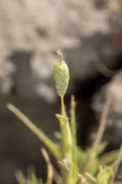 Image of Colusa Grass