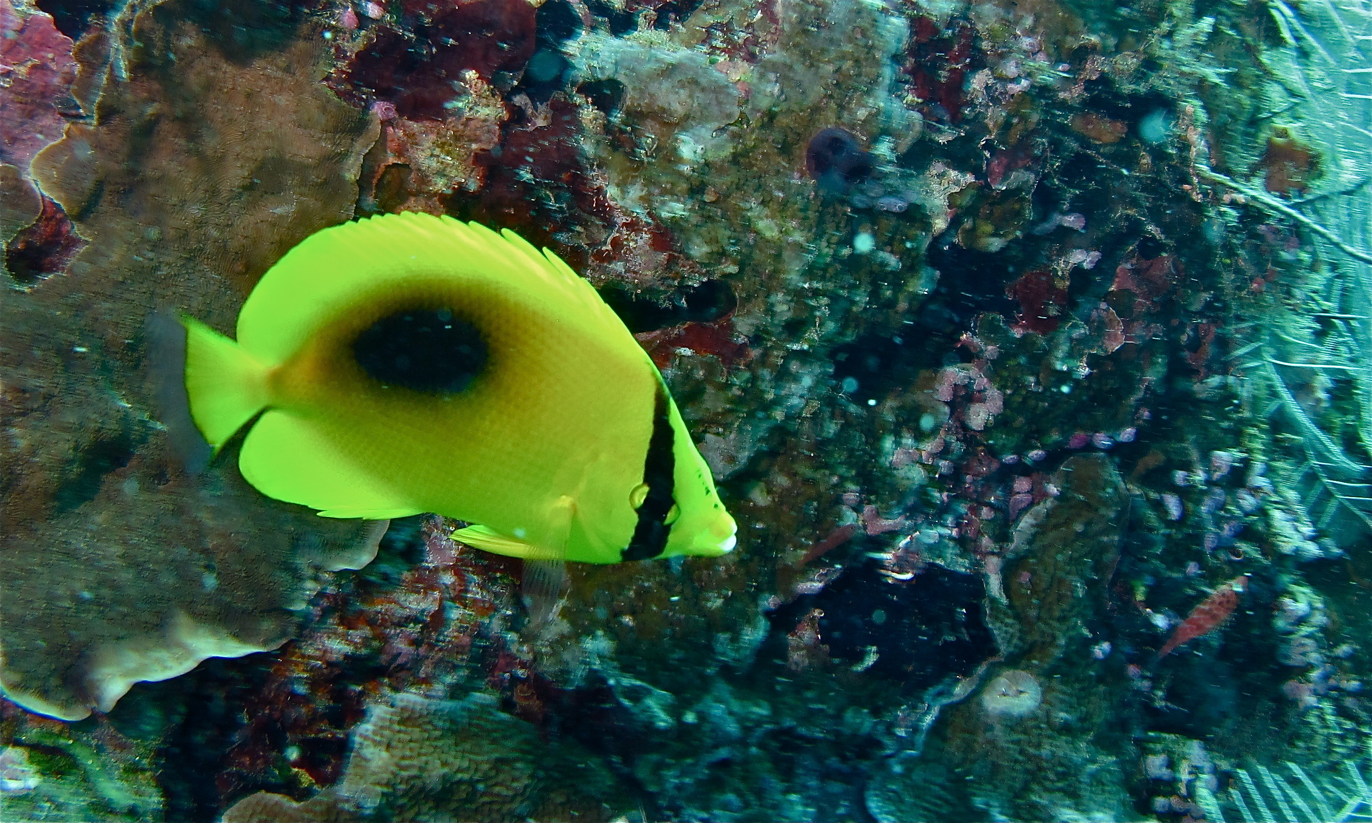 Image of Mirror Butterflyfish
