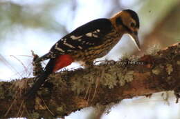 Image of Darjeeling Woodpecker