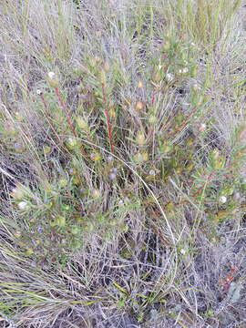 Image of Leucadendron spissifolium subsp. phillipsii (Hutch.) I. Williams