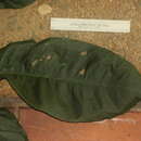 Sivun Croton carpostellatus B. L. León & Mart. Gord. kuva