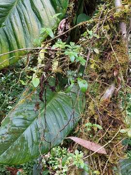 صورة Solanum sodiroi Bitter