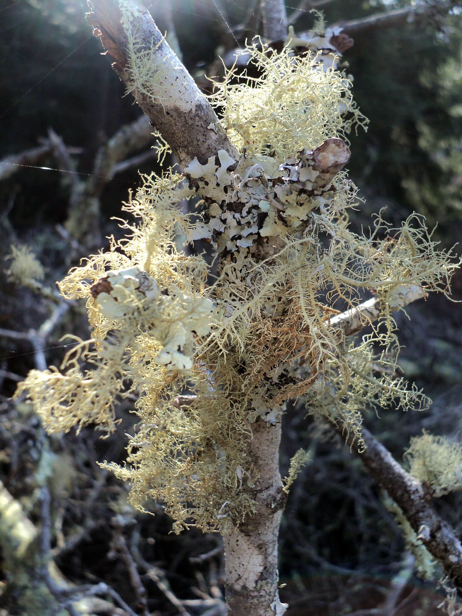 Image of Inflated Beard Lichen